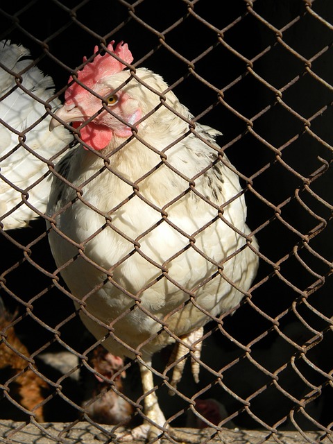 許也成為國 許也成為國